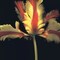 French Parrot Tulip Poster Print by Andrew Levine - Item # VARPDXLAP201
